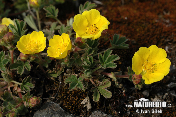 Nátržník piesočný (Potentilla arenaria)