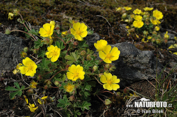 Nátržník piesočný (Potentilla arenaria)