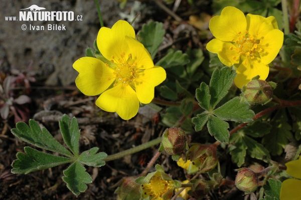 Nátržník piesočný (Potentilla arenaria)