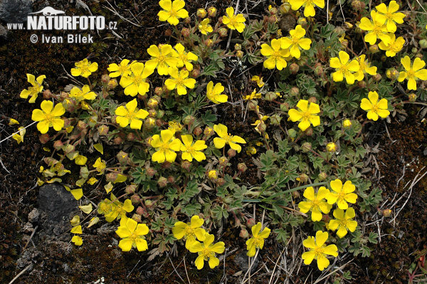 Nátržník piesočný (Potentilla arenaria)