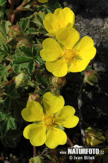 Nátržník piesočný (Potentilla arenaria)