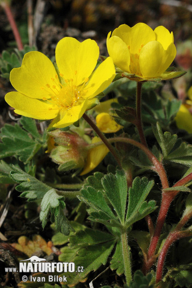 Nátržník piesočný (Potentilla arenaria)