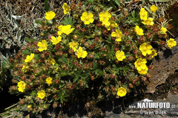 Nátržník Tabernamontanov (Potentilla tabernaemontani)