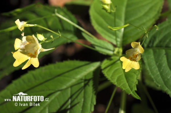 Netýkavka malokvetá (Impatiens parviflora)