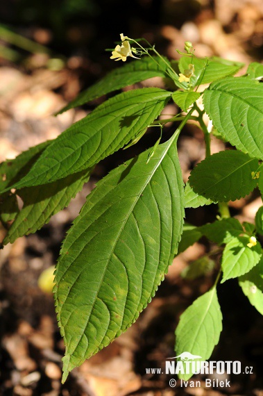 Netýkavka malokvetá (Impatiens parviflora)