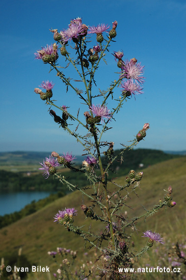 Nevädzka porýnska (Centaurea stoebe)