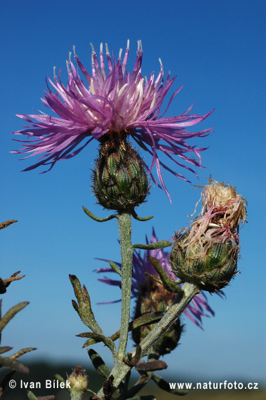 Nevädzka porýnska (Centaurea stoebe)