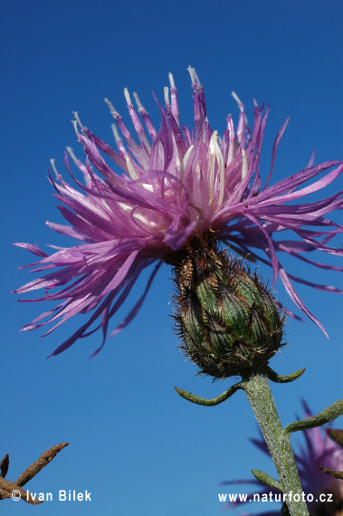 Nevädzka porýnska (Centaurea stoebe)