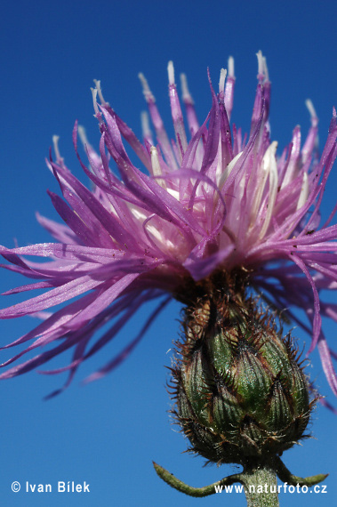 Nevädzka porýnska (Centaurea stoebe)