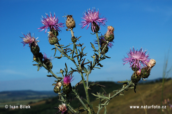 Nevädzka porýnska (Centaurea stoebe)