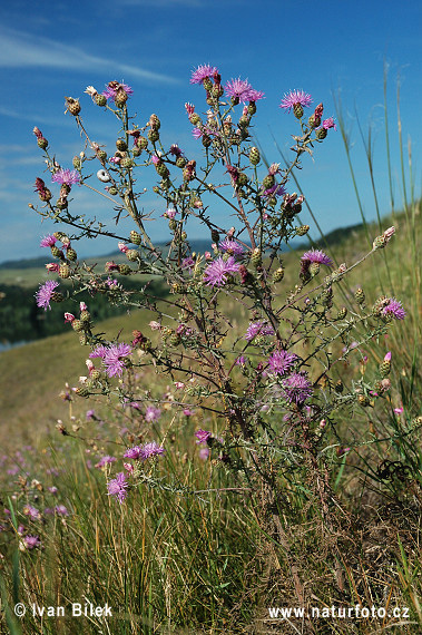 Nevädzka porýnska (Centaurea stoebe)