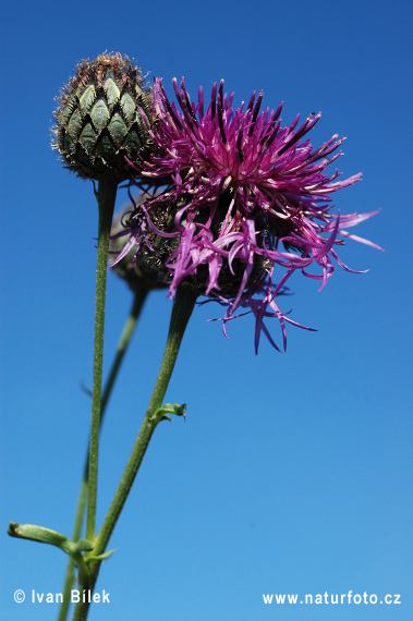 Nevädzník hlaváčovitý (Centaurea scabiosa)