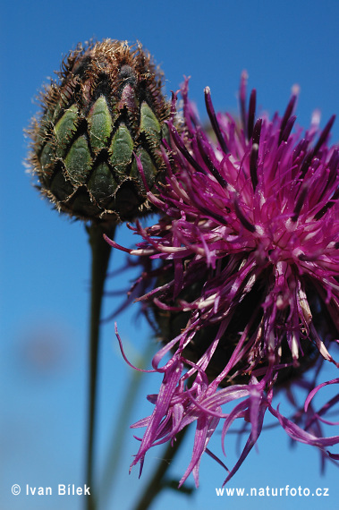 Nevädzník hlaváčovitý (Centaurea scabiosa)