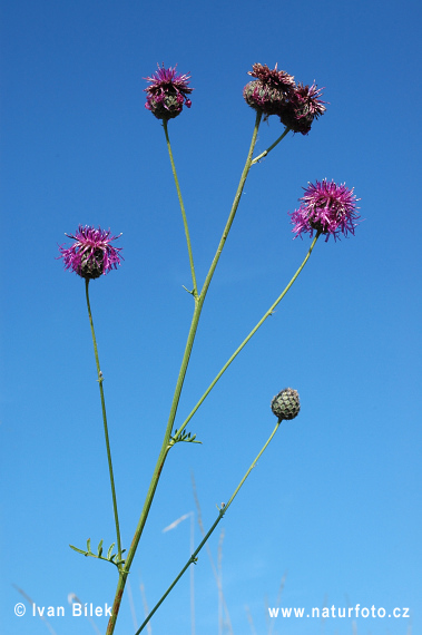 Nevädzník hlaváčovitý (Centaurea scabiosa)