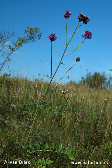 Nevädzník hlaváčovitý (Centaurea scabiosa)