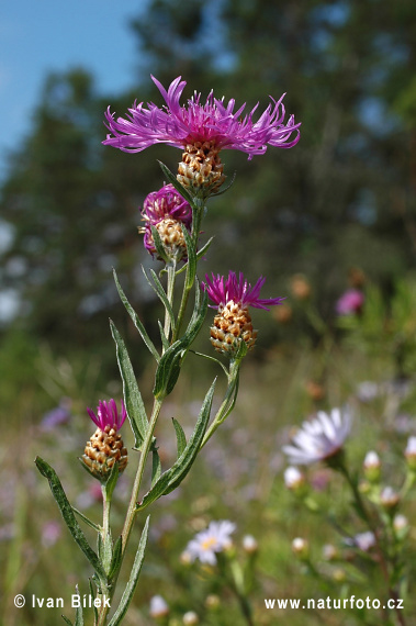 Nevädzovec panónsky (Centaurea jacea subsp. angustifolia)