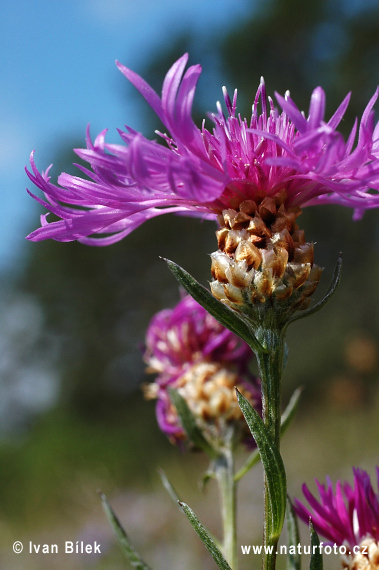 Nevädzovec panónsky (Centaurea jacea subsp. angustifolia)