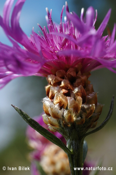 Nevädzovec panónsky (Centaurea jacea subsp. angustifolia)