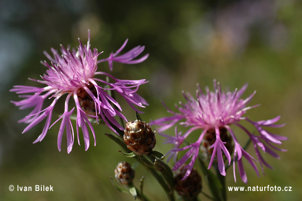 Nevädzovec panónsky (Centaurea jacea subsp. angustifolia)