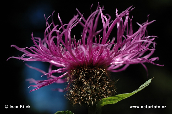 Nevädzovec vyvýšený (Centaurea pseudophrygia)