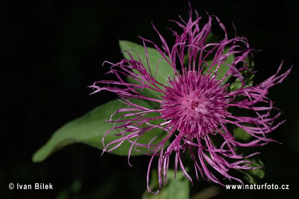 Nevädzovec vyvýšený (Centaurea pseudophrygia)