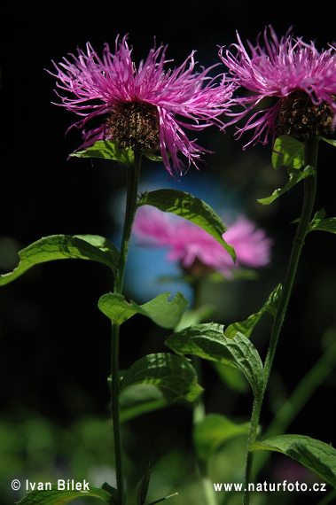 Nevädzovec vyvýšený (Centaurea pseudophrygia)