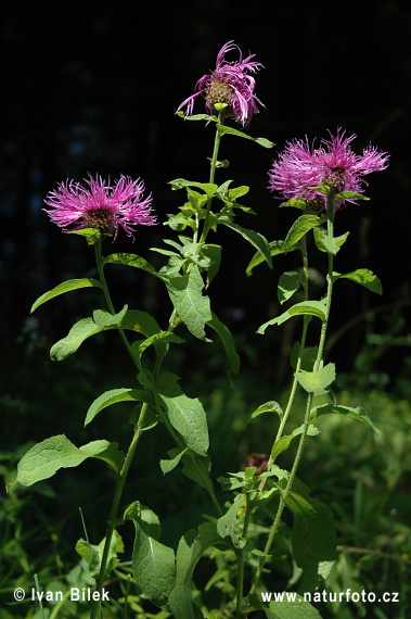 Nevädzovec vyvýšený (Centaurea pseudophrygia)