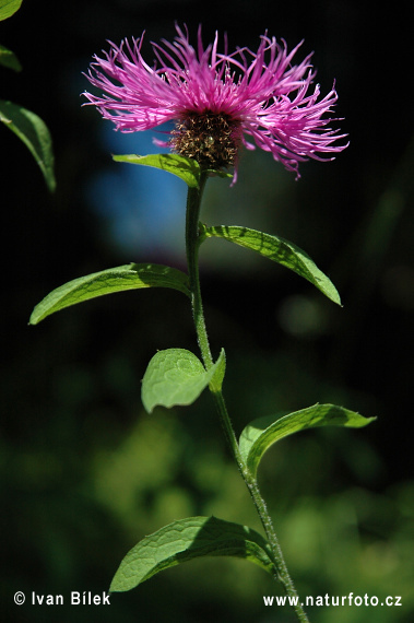 Nevädzovec vyvýšený (Centaurea pseudophrygia)