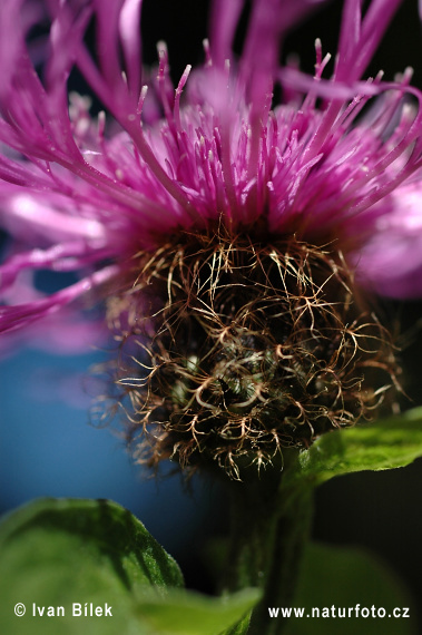 Nevädzovec vyvýšený (Centaurea pseudophrygia)