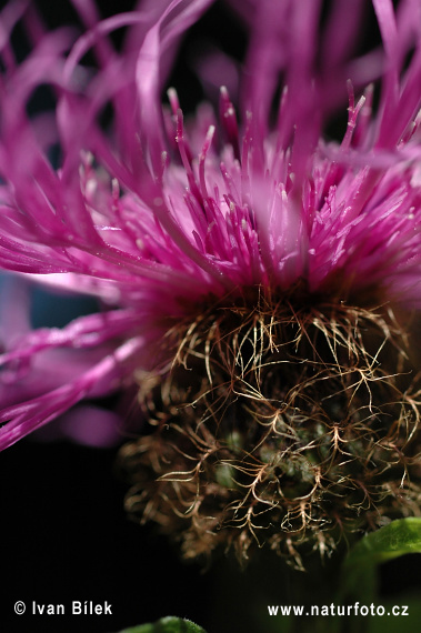 Nevädzovec vyvýšený (Centaurea pseudophrygia)