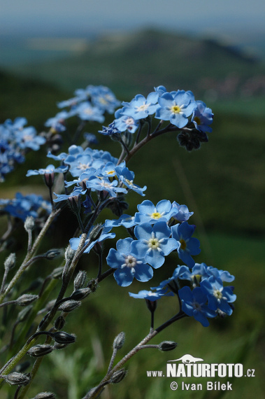 Nezábudka úzkolistá (Myosotis stenophylla)