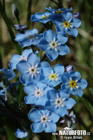 Nezábudka úzkolistá (Myosotis stenophylla)