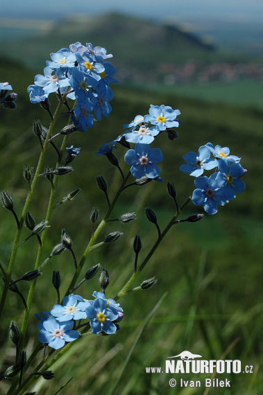 Nezábudka úzkolistá (Myosotis stenophylla)