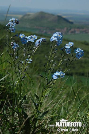 Nezábudka úzkolistá (Myosotis stenophylla)