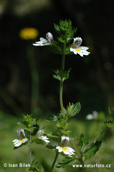 Očianka Rostkovova (Euphrasia rostkoviana)