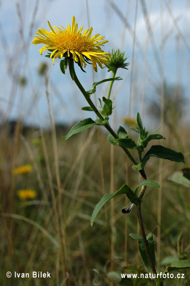 Oman britský (Inula britannica)