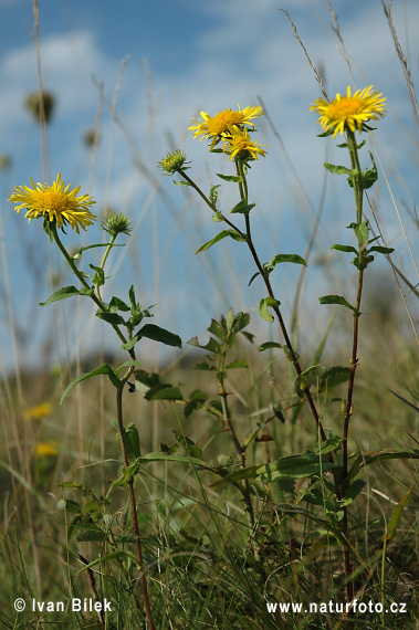 Oman britský (Inula britannica)