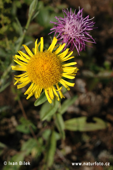 Oman britský (Inula britannica)