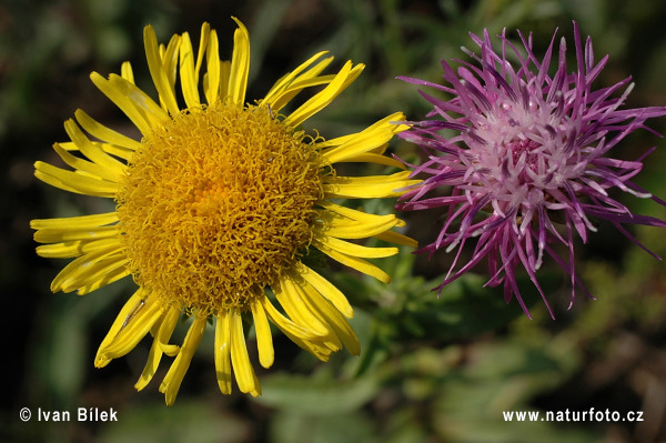 Oman britský (Inula britannica)