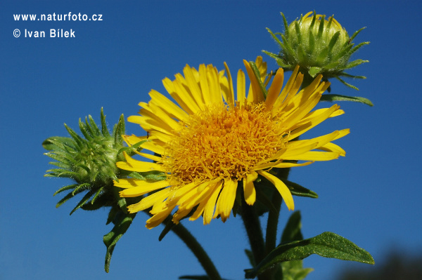 Oman britský (Inula britannica)