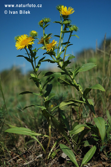 Oman britský (Inula britannica)