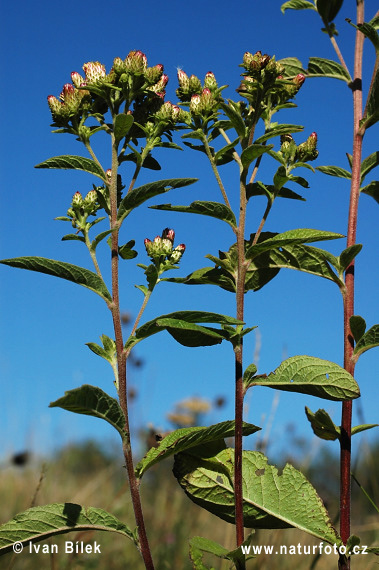 Oman hnidákový (Inula conyzae)