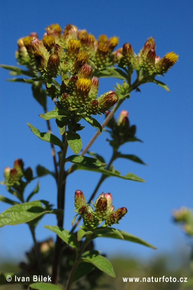 Oman hnidákový (Inula conyzae)