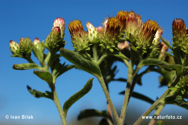 Oman hnidákový (Inula conyzae)