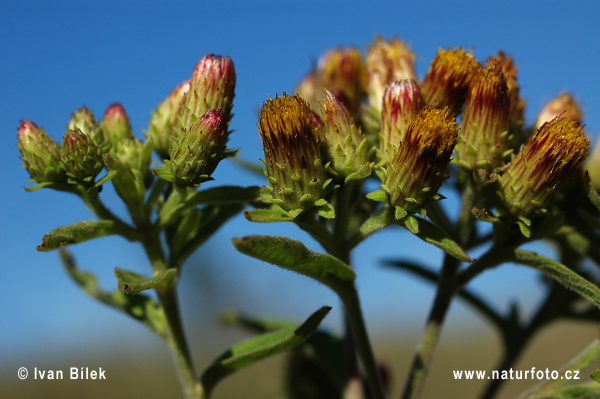 Oman hnidákový (Inula conyzae)