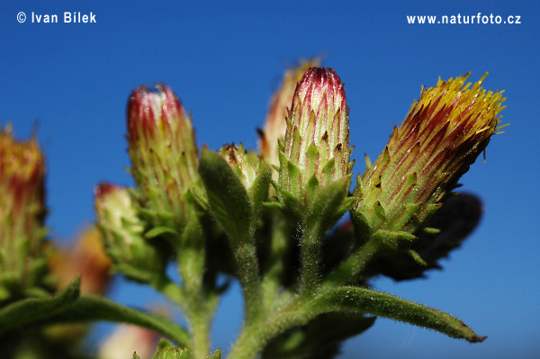 Oman hnidákový (Inula conyzae)