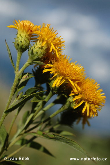 Oman nemecký (Inula germanica)