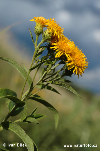 Oman nemecký (Inula germanica)