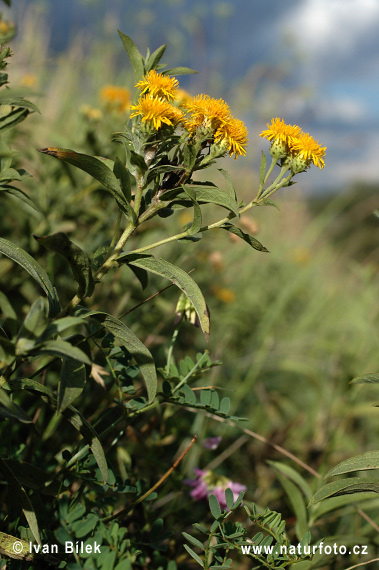 Oman nemecký (Inula germanica)