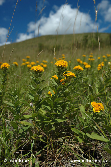 Oman nemecký (Inula germanica)